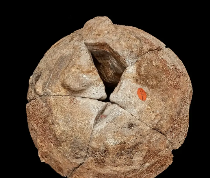 El descubrimiento accidental que cambió 175 años de historia