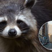 ¿Los Mapaches están evolucionando gracias a las ciudades?