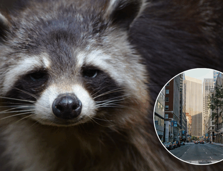 ¿Los Mapaches están evolucionando gracias a las ciudades?