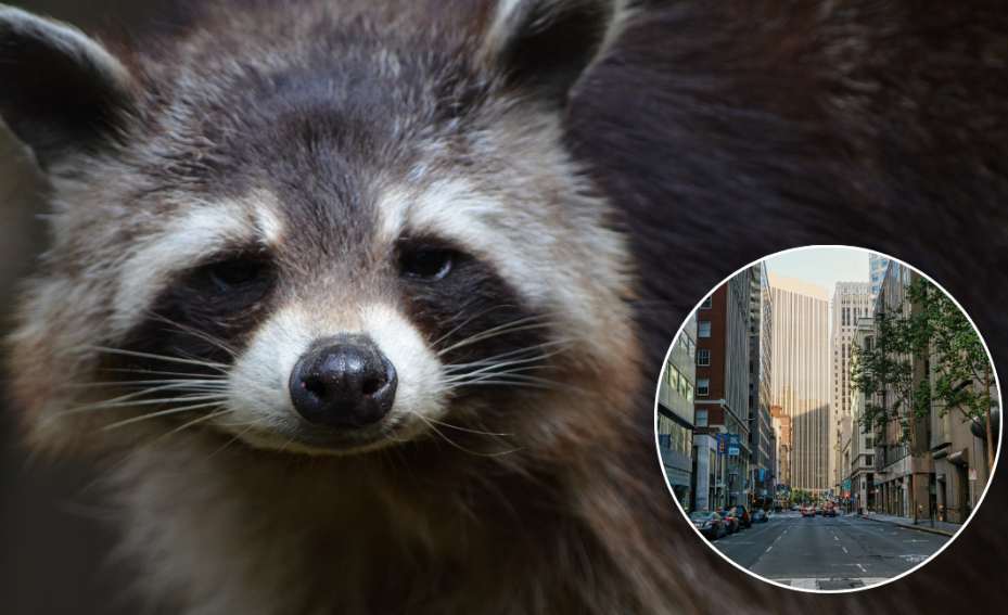 ¿Los Mapaches están evolucionando gracias a las ciudades?