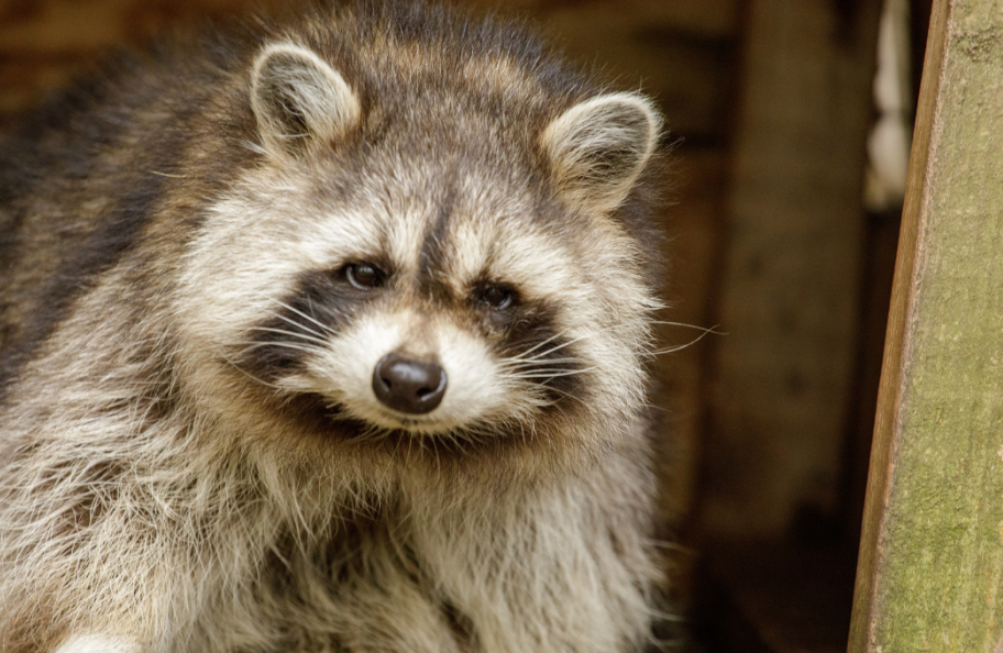 Del instinto salvaje a la domesticación urbana
