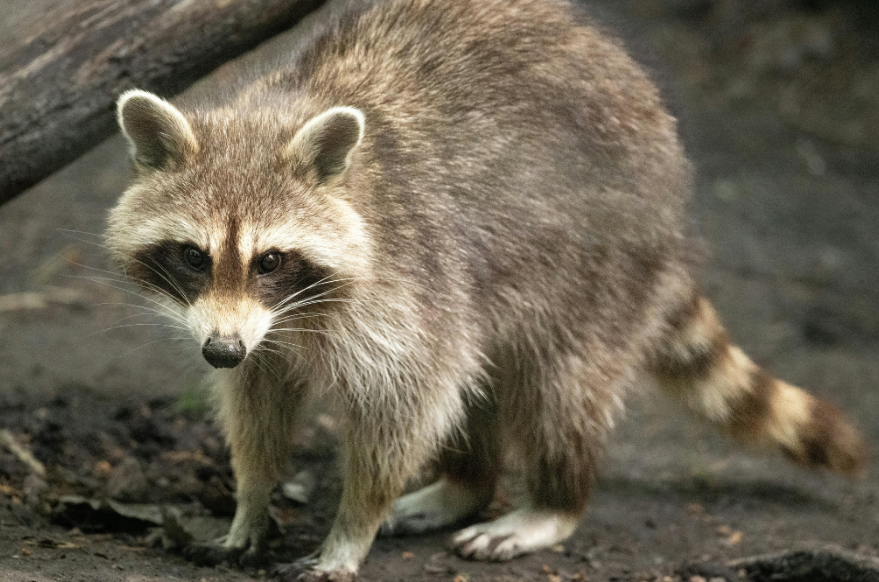 Cambios físicos y comportamiento