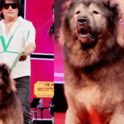 El perro más caro del mundo se vendió por unos 6,15 millones de dólares