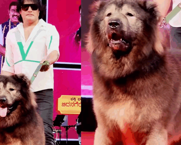 El perro más caro del mundo se vendió por unos 6,15 millones de dólares