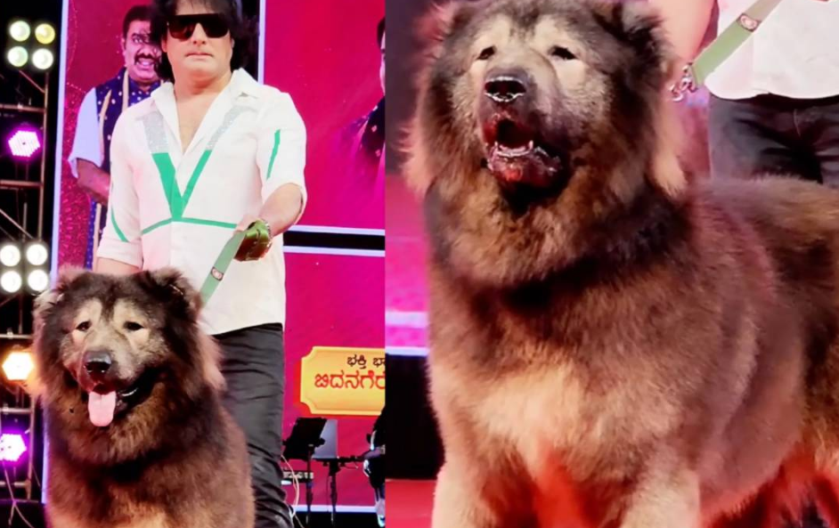 El perro más caro del mundo se vendió por unos 6,15 millones de dólares