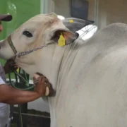 Competencia de ejemplares bovinos de la raza Nelore el evento que sorprendió a todos