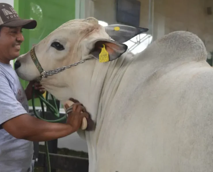 Competencia de ejemplares bovinos de la raza Nelore el evento que sorprendió a todos