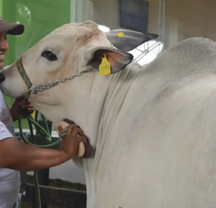 Competencia de ejemplares bovinos de la raza Nelore el evento que sorprendió a todos