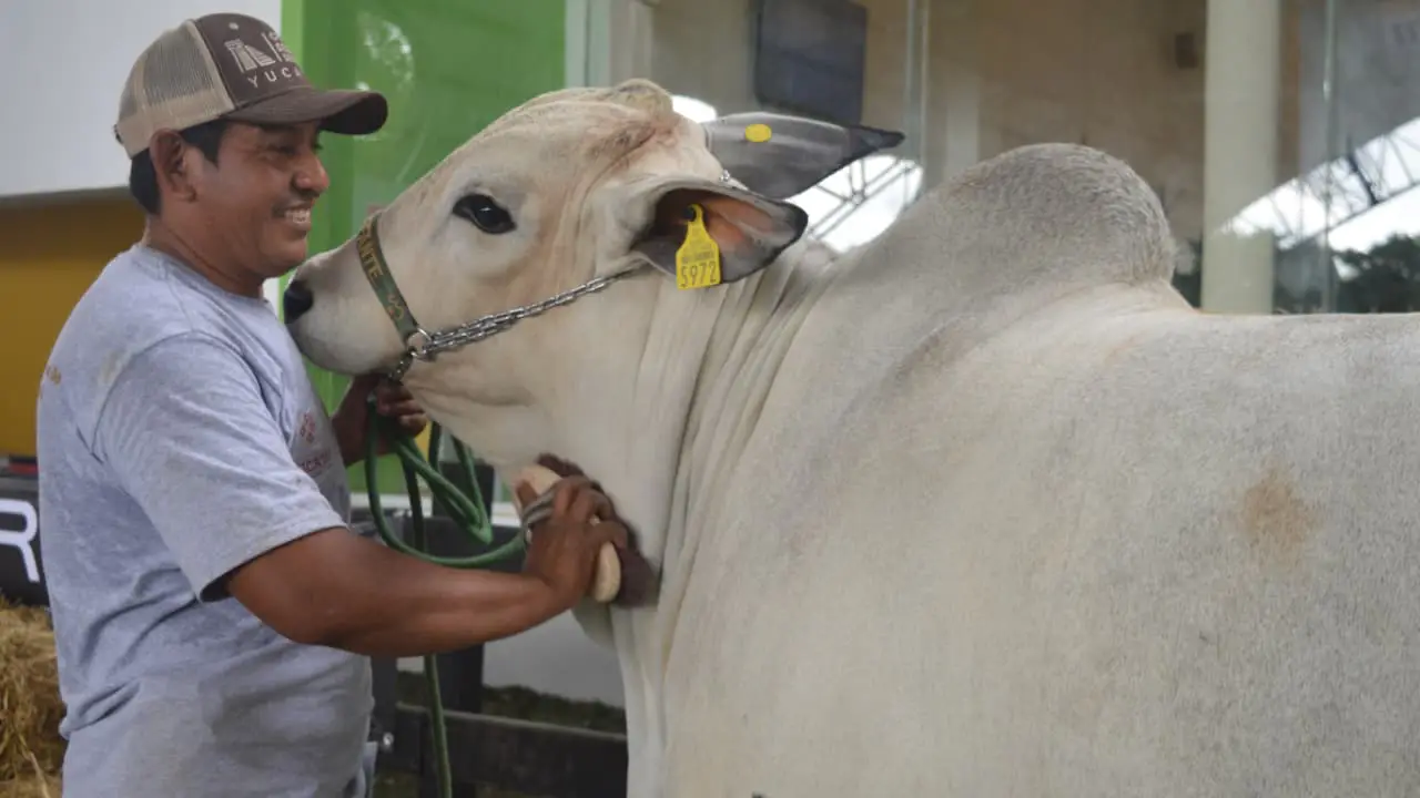 Competencia de ejemplares bovinos de la raza Nelore el evento que sorprendió a todos