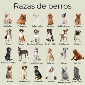 La Sorprendente evolución de los perros revela cómo los antiguos lobos se transformaron en los compañeros leales que hoy conocemos.