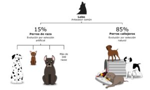 La ciencia continúa descubriendo nuevas pistas sobre la sorprendente evolución de los perros y su estrecha relación con los humanos.
