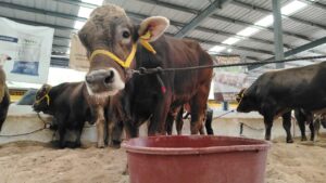 Médicos veterinarios verifican el buen estado de salud del hato, reforzando la Sanidad y Supervisión  en cada etapa del ingreso a Xmatkuil 2025.