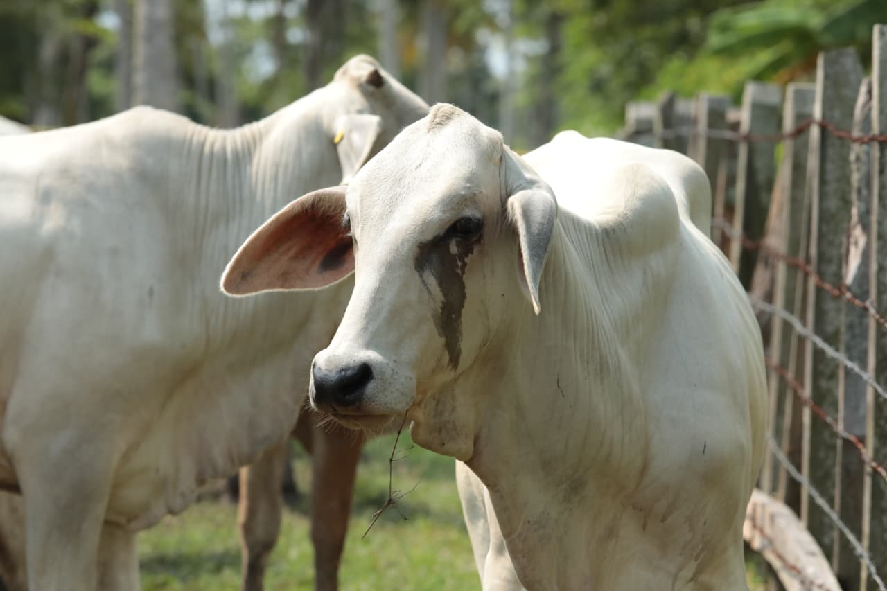 Los vaqueros de Cocohital