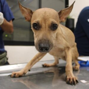 Los ocho perritos rescatados en Ciudad Caucel recibieron atención inmediata gracias a la denuncia ciudadana y la intervención de las autoridades.