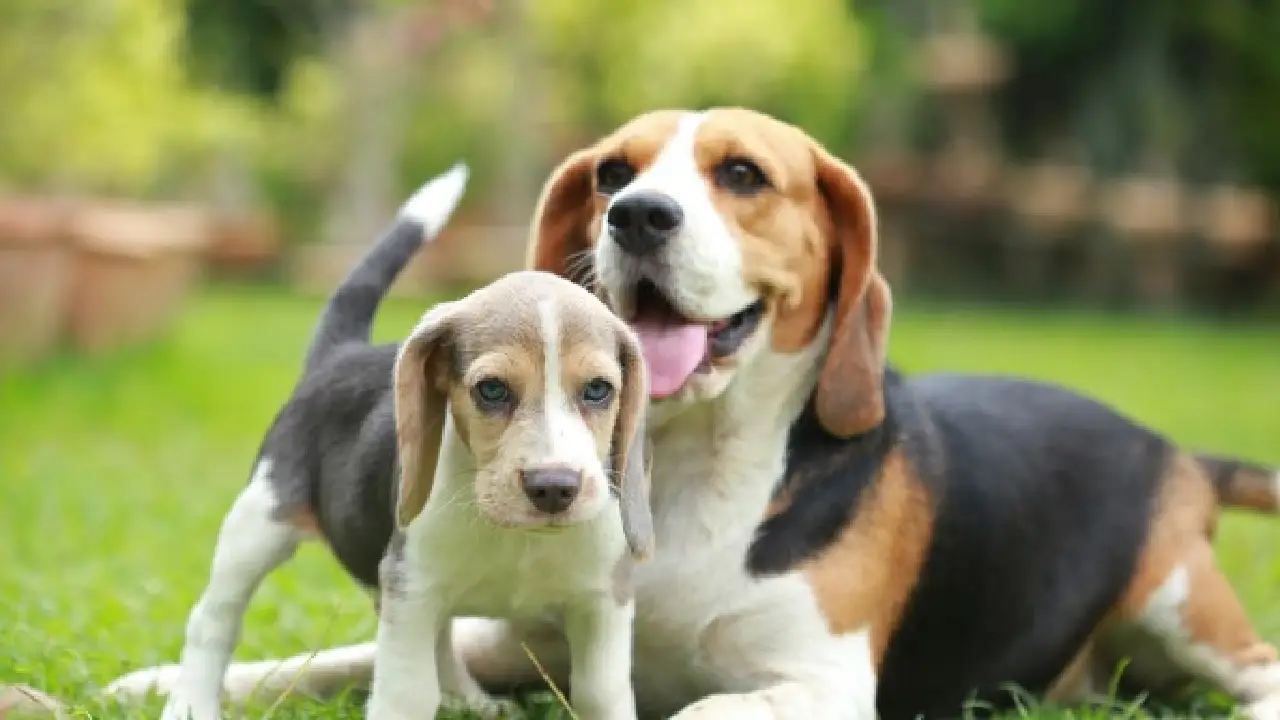 Orígenes y domesticación en la Sorprendente evolución de los perros