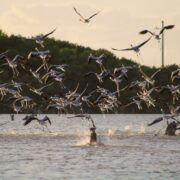 Perros sueltos amenazan la supervivencia de los flamencos en los humedales
