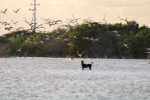 El Colectivo Ixtacay Sisal alertó sobre el creciente peligro que representan los perros sueltos para los flamencos que habitan los humedales de la región.