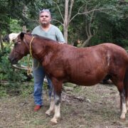 Refuerzo total en Yucatán: atención y curaciones gratis por gusano barrenador