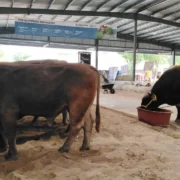 Sanidad y Supervisión del Ganado en la Feria Yucatán en Xmatkuil 2025