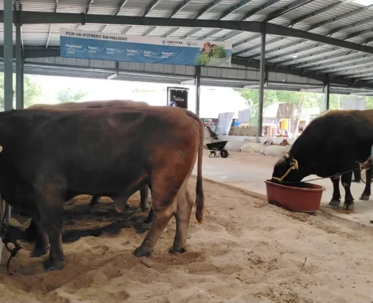 Sanidad y Supervisión del Ganado en la Feria Yucatán en Xmatkuil 2025