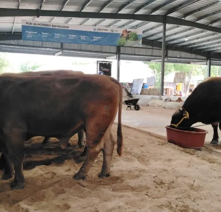 Sanidad y Supervisión del Ganado en la Feria Yucatán en Xmatkuil 2025
