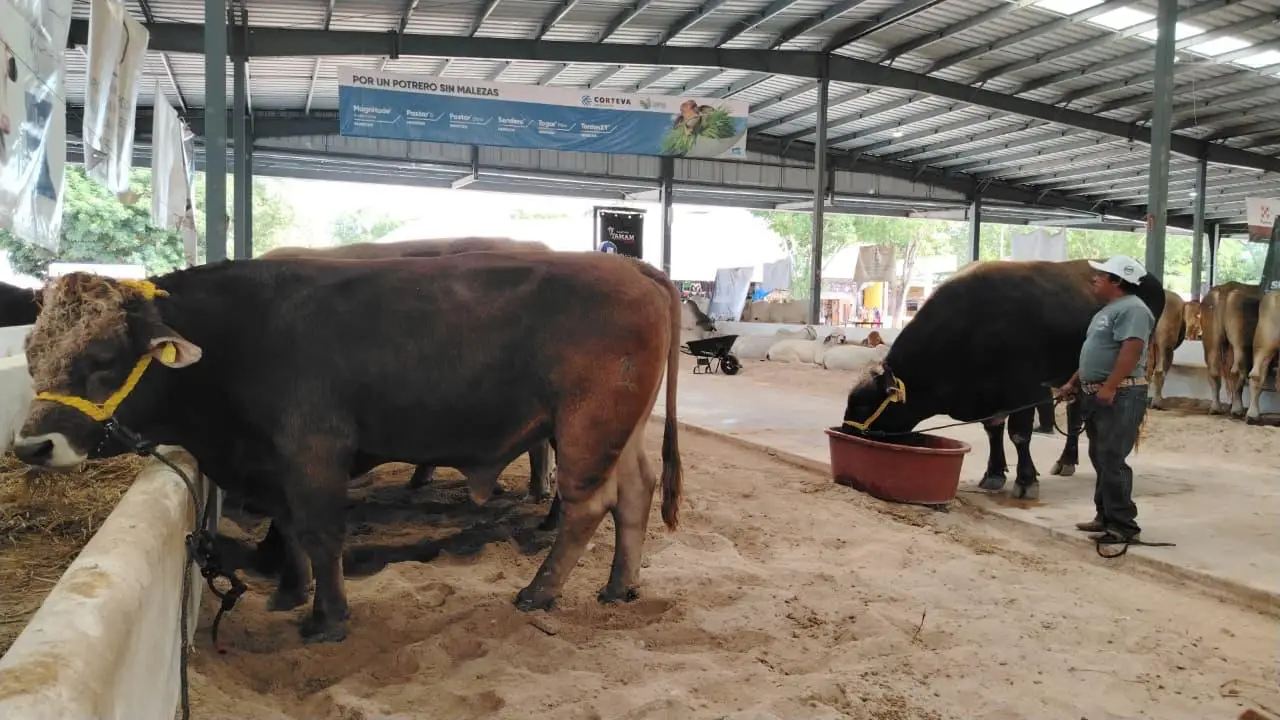 Sanidad y Supervisión del Ganado en la Feria Yucatán en Xmatkuil 2025
