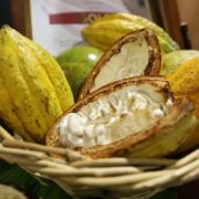 Tabasco se convierte en capital mundial del chocolate