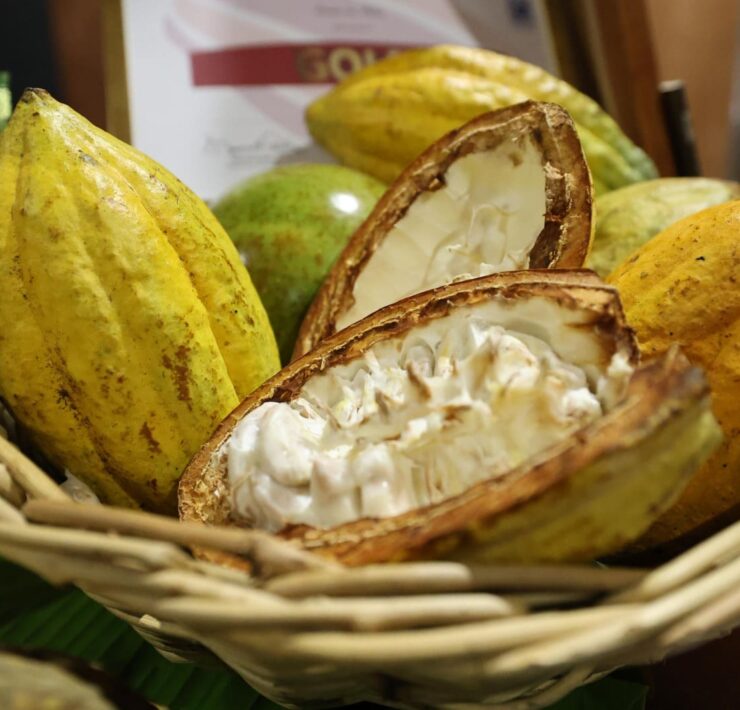 Tabasco se convierte en capital mundial del chocolate