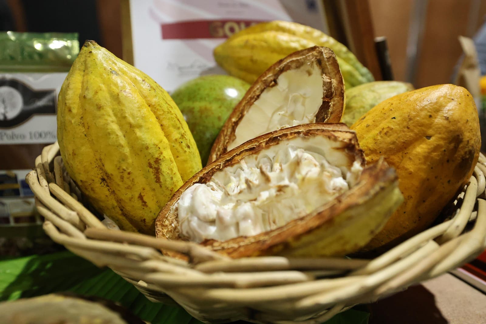 Tabasco se convierte en capital mundial del chocolate