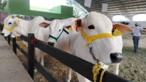 Protocolos de Sanidad y Supervisión del Ganado aplicados por especialistas para garantizar animales sanos durante la Feria Yucatán Xmatkuil 2025.