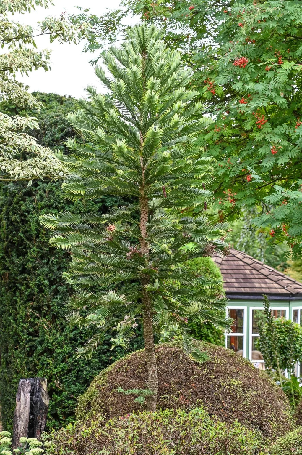 Un sobreviviente prehistórico que floreció en un jardín familiar