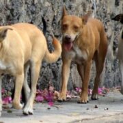¡Alerta! Los perros los más afectados por el Gusano Barrenador