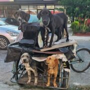 Rescate en Pensiones: Salvan a perros y gatos en condiciones críticas