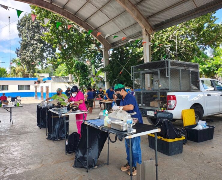 Así impulsa Yucatán el cuidado responsable de mascotas