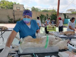 Durante 2025, la Secretaría de Salud de Yucatán (SSY) efectuó 3,894 esterilizaciones de perros y gatos 