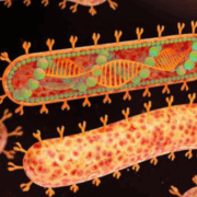 OMS alerta del avance del virus Marburgo que tiene hasta 88% de letalidad