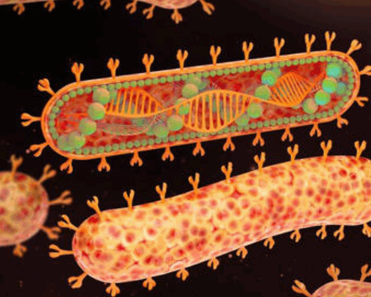 OMS alerta del avance del virus Marburgo que tiene hasta 88% de letalidad