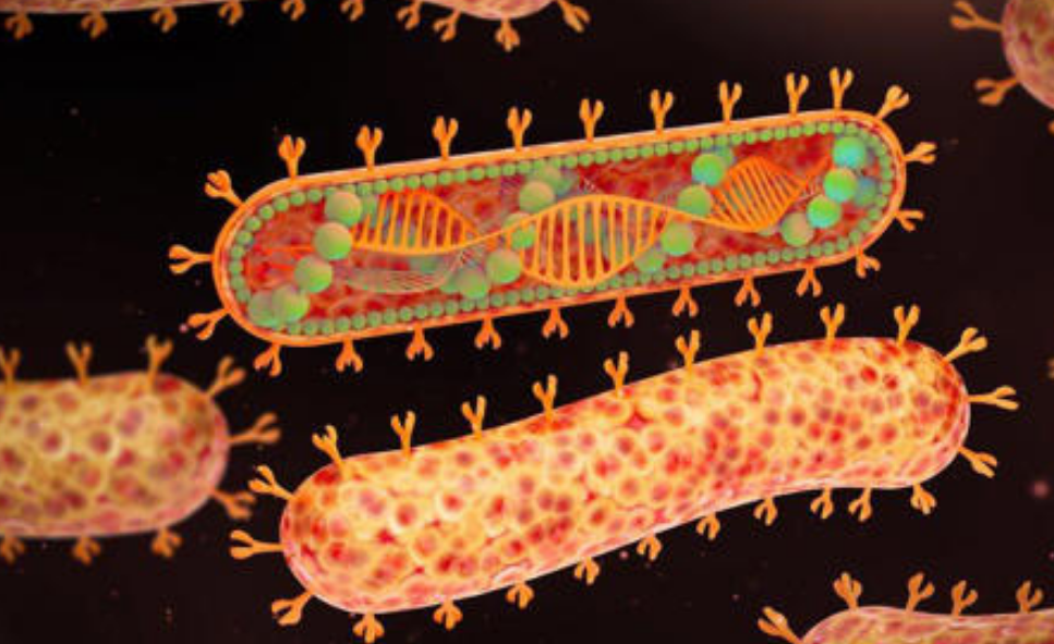 OMS alerta del avance del virus Marburgo que tiene hasta 88% de letalidad