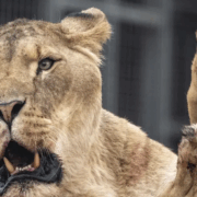 Hombre fallece al invadir el recinto de los leones en un zoológico de Brasil