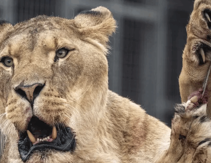 Hombre fallece al invadir el recinto de los leones en un zoológico de Brasil
