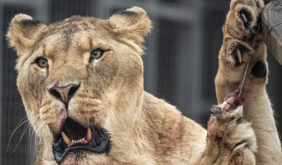 Hombre fallece al invadir el recinto de los leones en un zoológico de Brasil