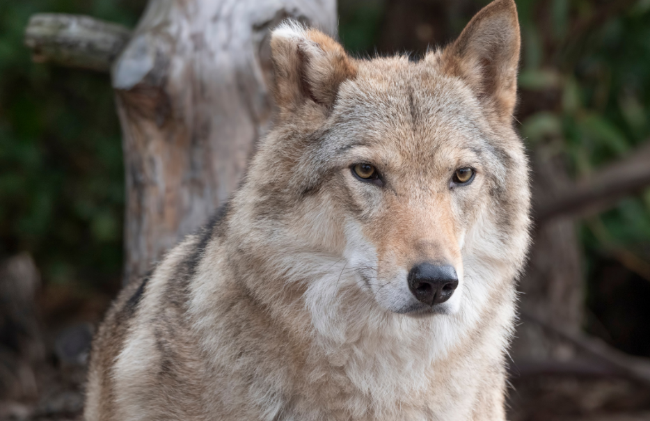 Lo que este comportamiento revela sobre la mente de los lobos