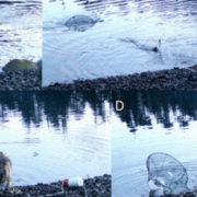 Se captó a un lobo "usando" herramientas, una muestra de evolución y adaptación