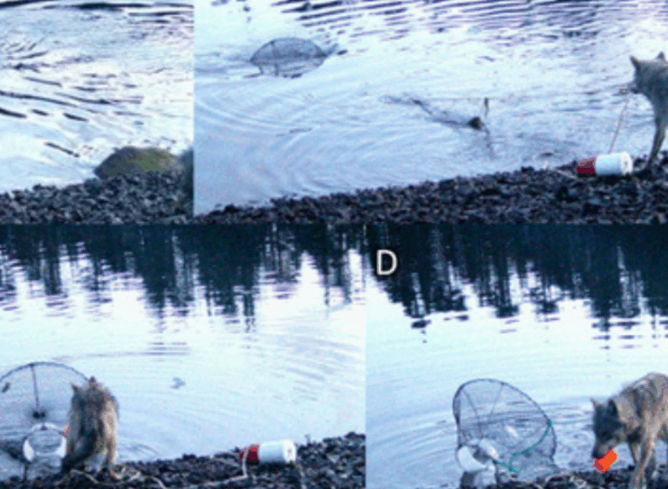 Se captó a un lobo "usando" herramientas, una muestra de evolución y adaptación