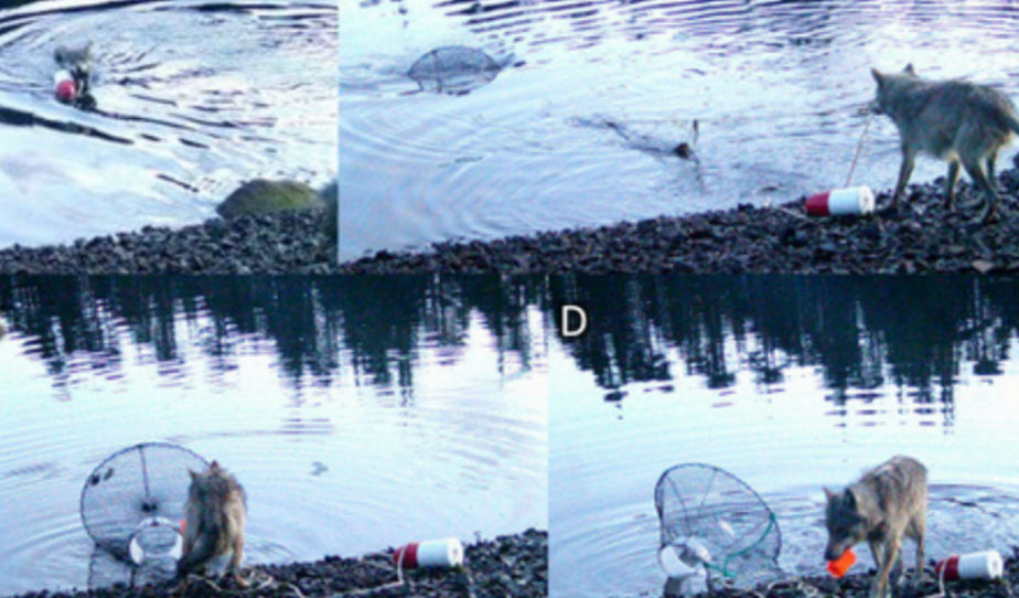 Se captó a un lobo "usando" herramientas, una muestra de evolución y adaptación