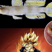 Descubren un nuevo pez y lo nombran en honoro a "Goku" el famoso personaje de anime