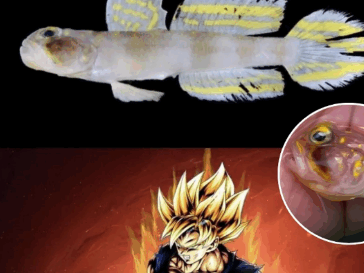 Descubren un nuevo pez y lo nombran en honoro a "Goku" el famoso personaje de anime