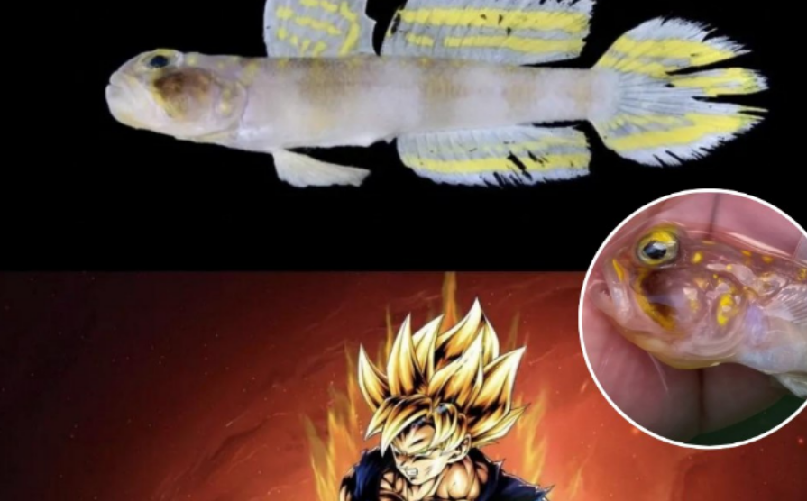 Descubren un nuevo pez y lo nombran en honoro a "Goku" el famoso personaje de anime