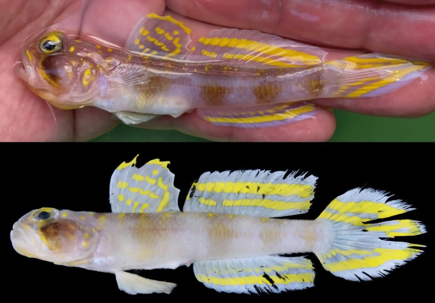 ¿Dónde fue encontrado el nuevo pez?