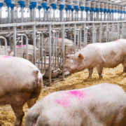 La peste porcina Africana se vuelve una amenaza para México